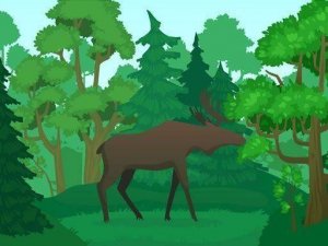 Creative Wildlife Color Studio